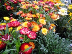 Flori de Pai mix (0,5 g), seminte plante ornamentale Helichrysum bracteatum, imortele colorate, Opal